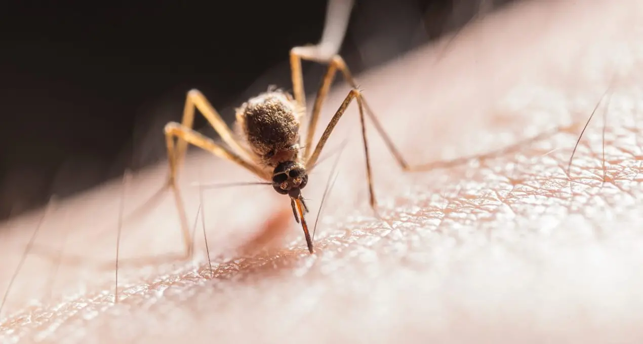 Protect yourself from Japanese encephalitis