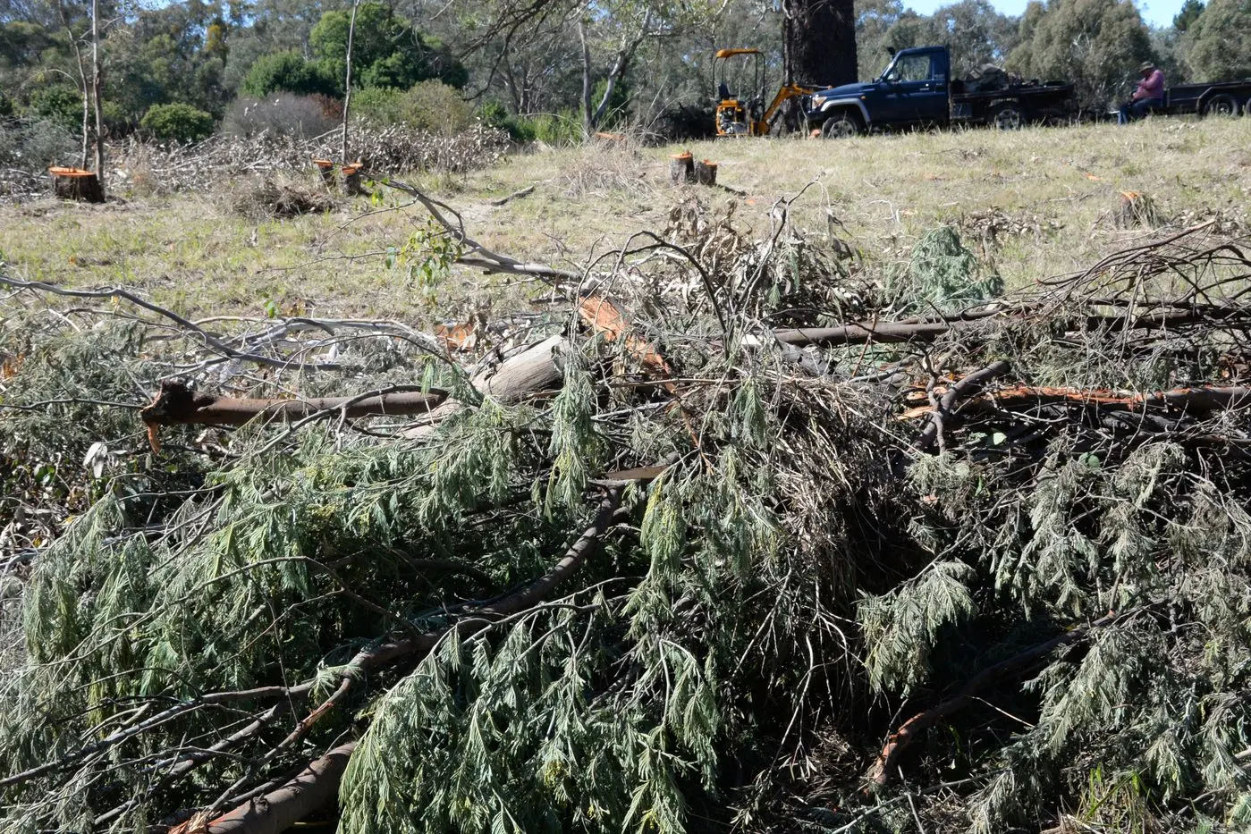 FIREWOOD THEFT: The Conservation Regulator urges anyone who notices suspicious firewood activity to come forward.