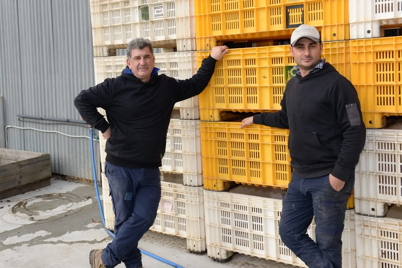 WORKER WORRIES: Myrtleford cattle, berry and persimmon farmer Frank Primerano and his brother-in-law Joe La Spina, who owns a farm in Whorouly, are concerned about costs for farm labour. PHOTO: Brodie Everist  