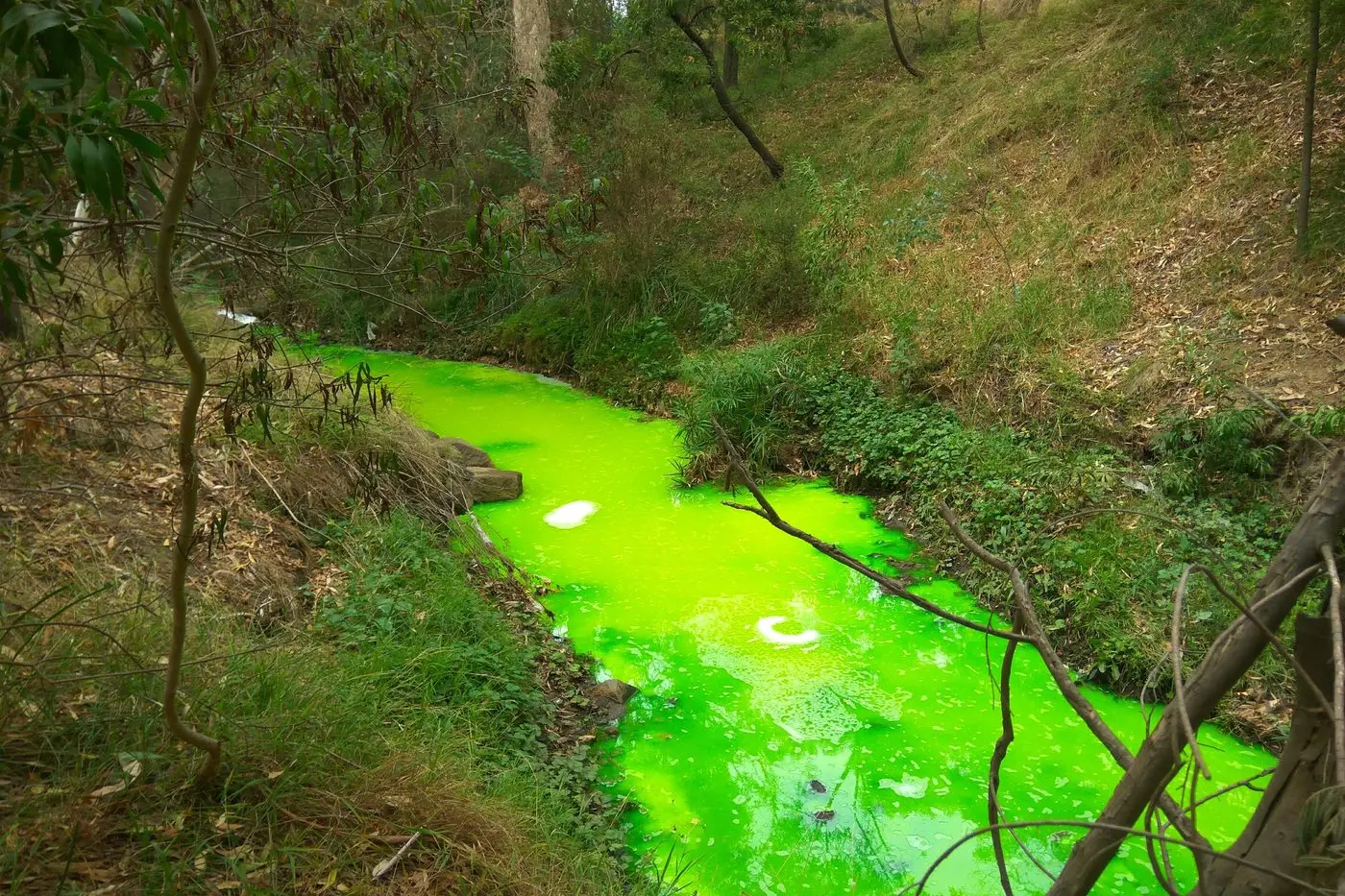 AN UNWANTED BLOOM: Pictured is the result of fluorescein, a non-toxic dye used by plumbers and other tradies, is washed into our waterways.