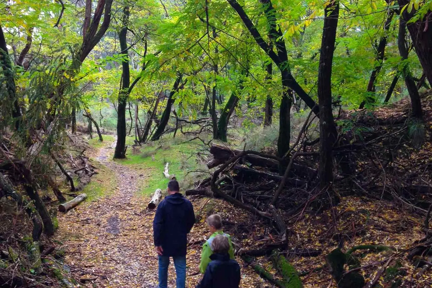 WORTH SAVING: The popular Lake Kerferd to Lake Sambell walking track. Id:25392