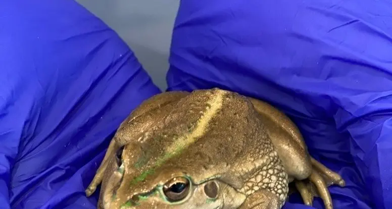 Calls for citizen scientists to help out for 'Frogtober'