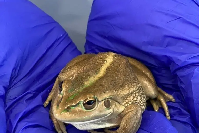 FROGGY FRIENDS: \\'Glenise\\' is the largest of the first batch of Growlers to be brought back to Winton Wetlands, she currently lives in a protected outdoor compound.