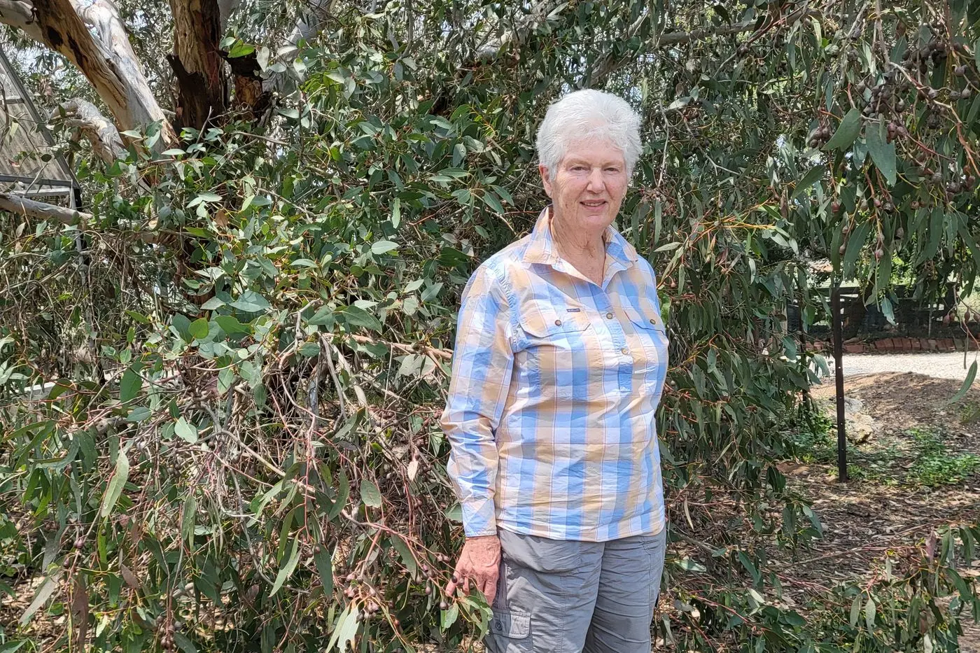 COMMUNITY PASSIONATE: Rutherglen\\u2019s Jenny Davidson has had many roles stretching from nurse, health educator and olive grower to native plant enthusiast and volunteer.