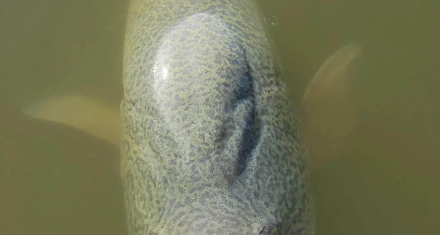 Bumper Murray cod season has begun