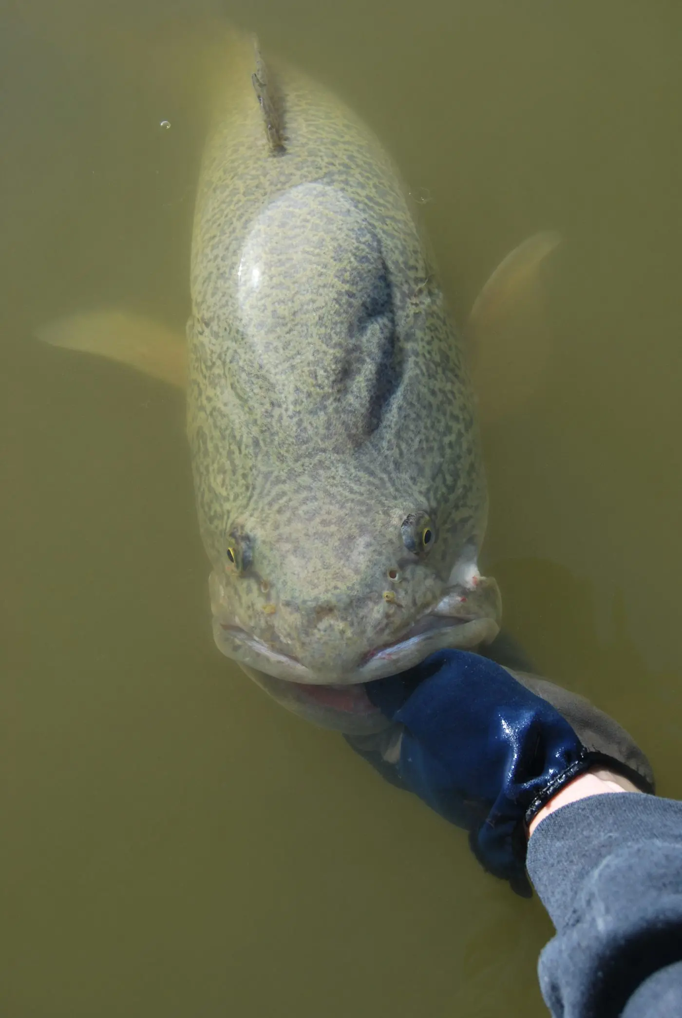 GET READY: Anglers in the North East it\\'s time to check your tackle because this weekend the Murray cod season opens in full swing.