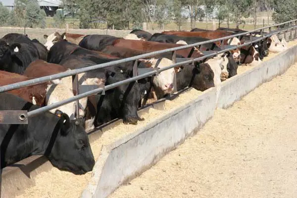 GOOD TUCKER: Production facilities such as pig and poultry farms, intensive dairy farms and feedlots will be subject to changes under proposed Victorian Planning Provisions.\\n