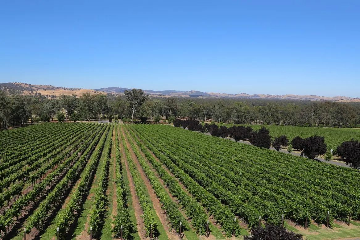 CRITICAL INDUSTRY: Vineyards dot the North East countryside and contribute hundreds of millions of dollars annually to the local economy.   