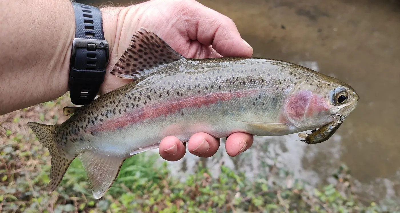 Rainbow trout stocked for the school holidays