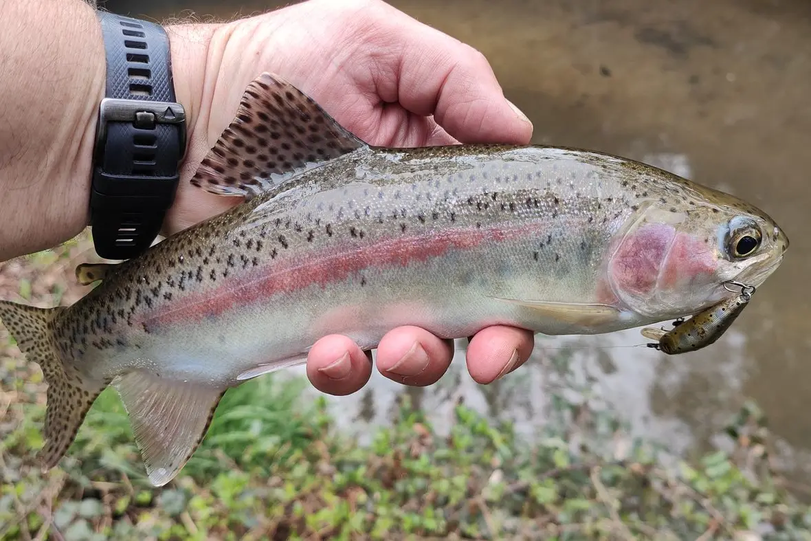 READY TO CATCH: Thousands of catch-ready rainbow trout have been released into dams and lakes in the North East to be caught by families during the school holidays. PHOTO: Robbie Alexander
