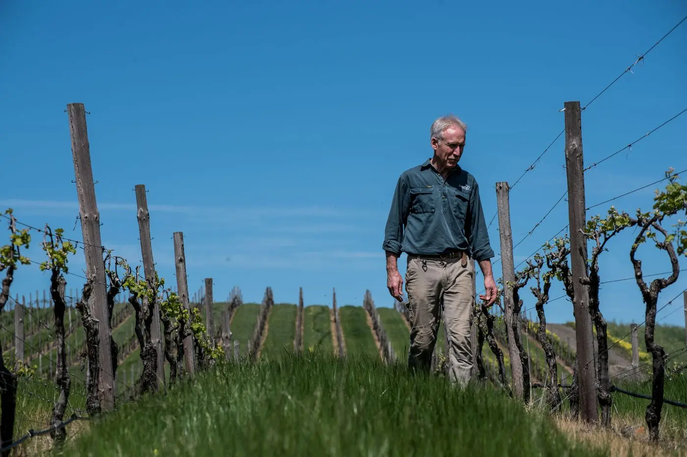 CLIMATE MANAGEMENT: Viticulturist Mark Walpole thinks the North East can become a horticultural powerhouse, with the right assistance. 