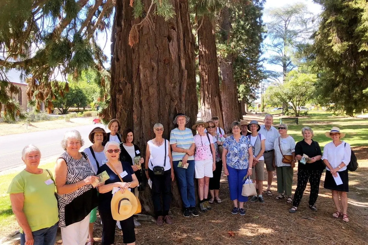 BRANCHING OUT: A guided tour group exploring Beechworth historic trees, including these giant sequoia in Town Hall Gardens.\\n