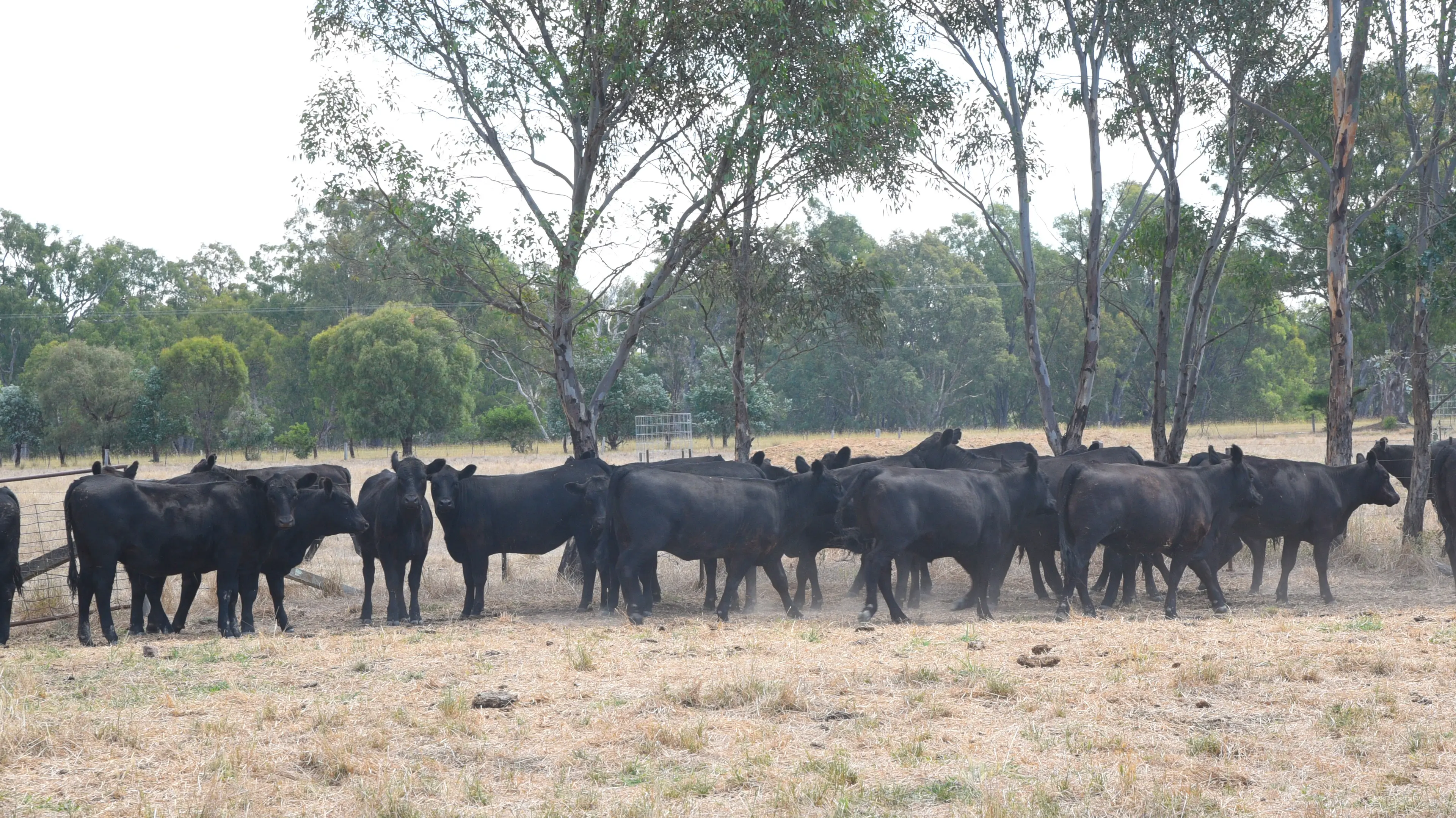Significant livestock loss in Wangaratta prompts warning from authority