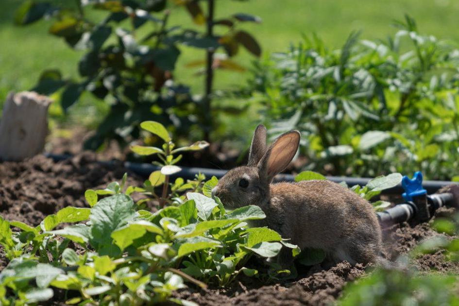 Headed Red Rabbit Control Community information session on rabbit control next week