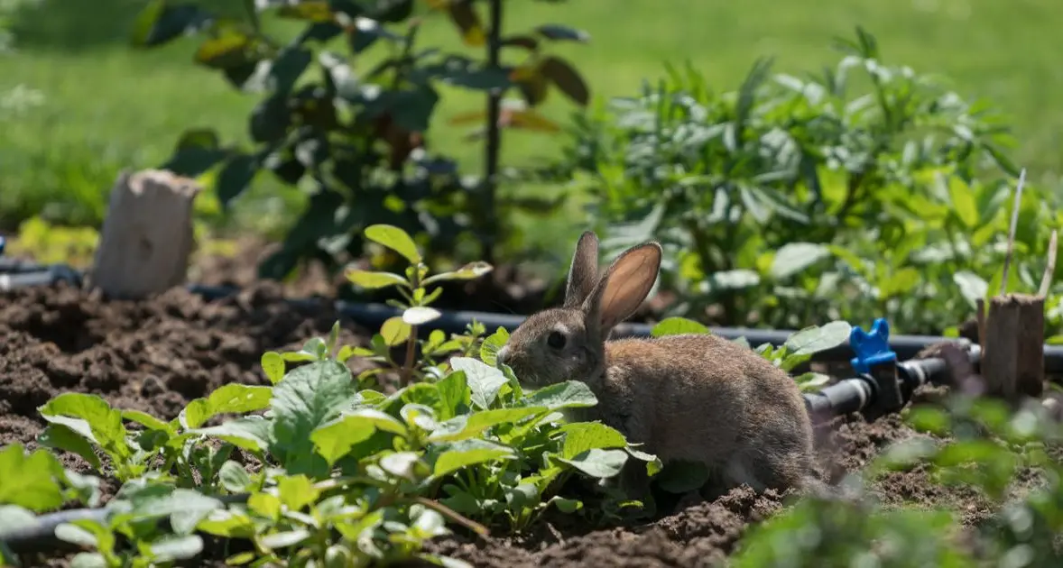 Community information session on rabbit control next week