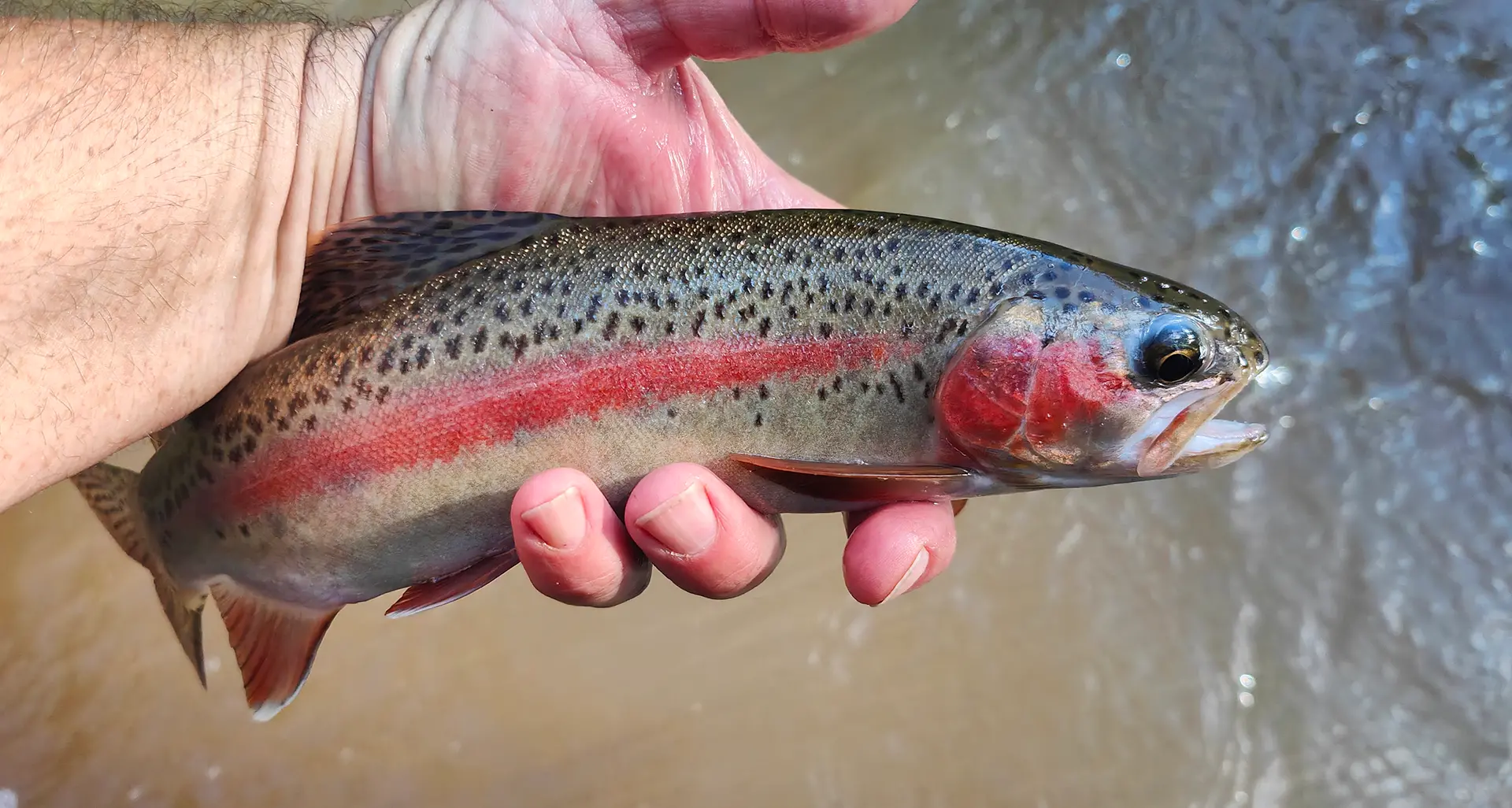 More than 70,000 trout to be stocked in local lakes
