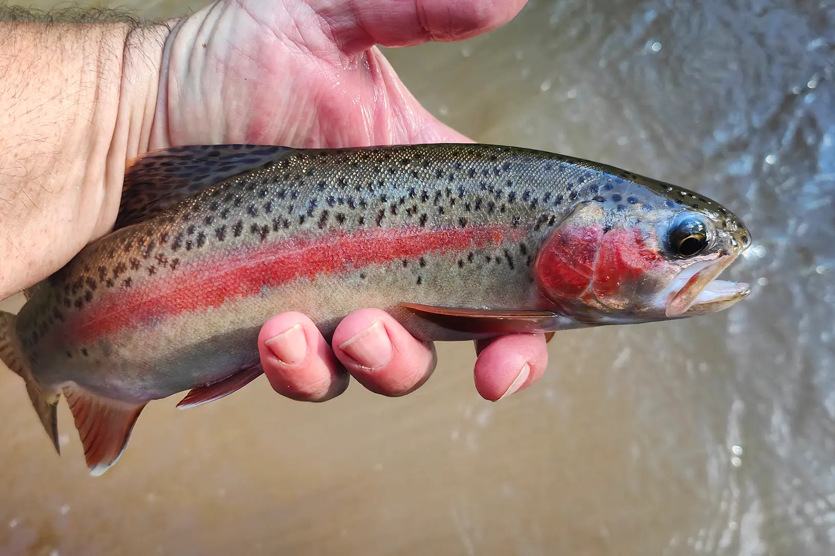 <p>TROUT BOOST: More than 70,000 rainbow trout will be released into local lakes in the North East.</p>\\n