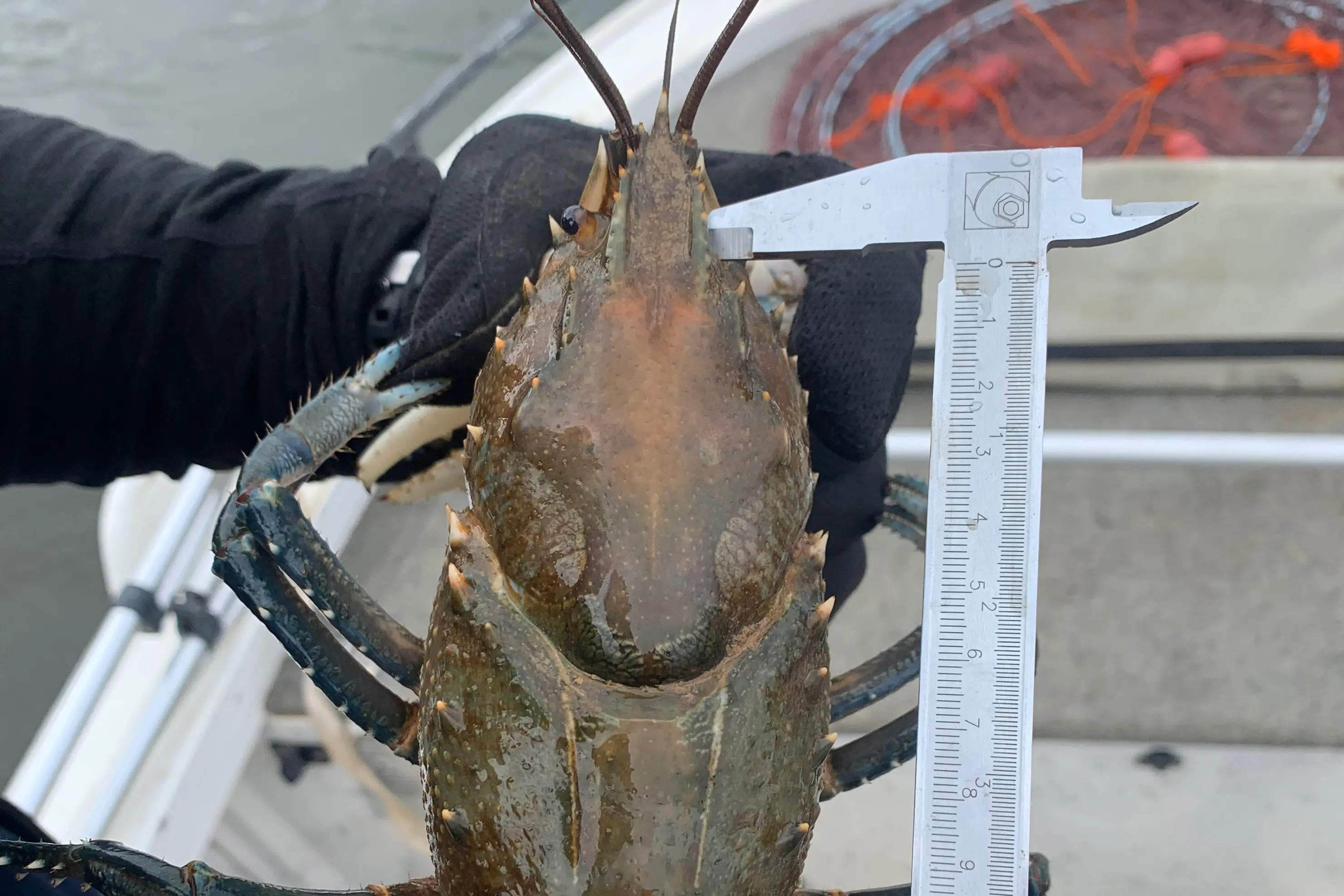 <p>CRAYFISH SEASON: The three-month Murray spiny freshwater crayfish season opens on 1 June.</p>\\n