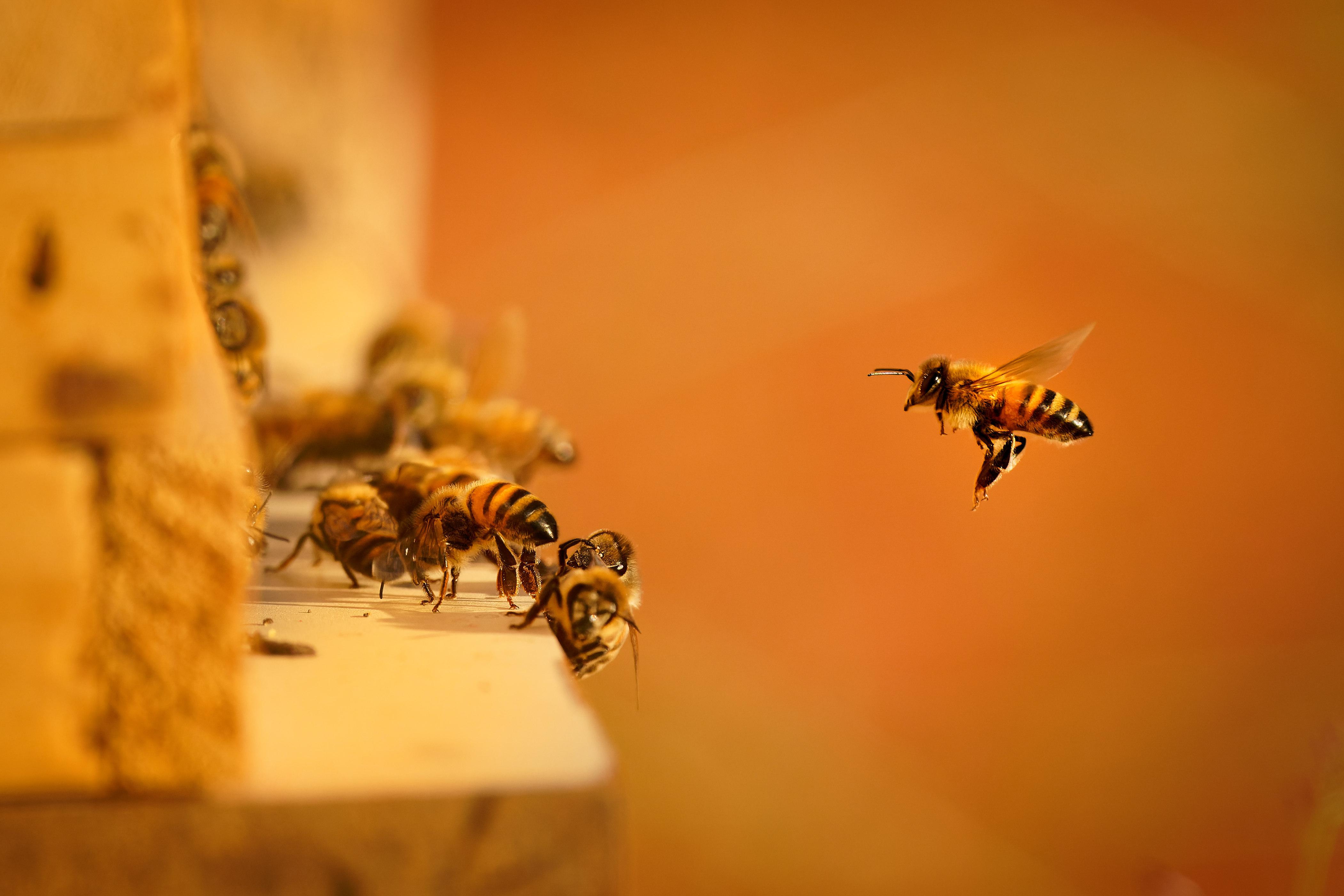 Bees have never been more of a friend