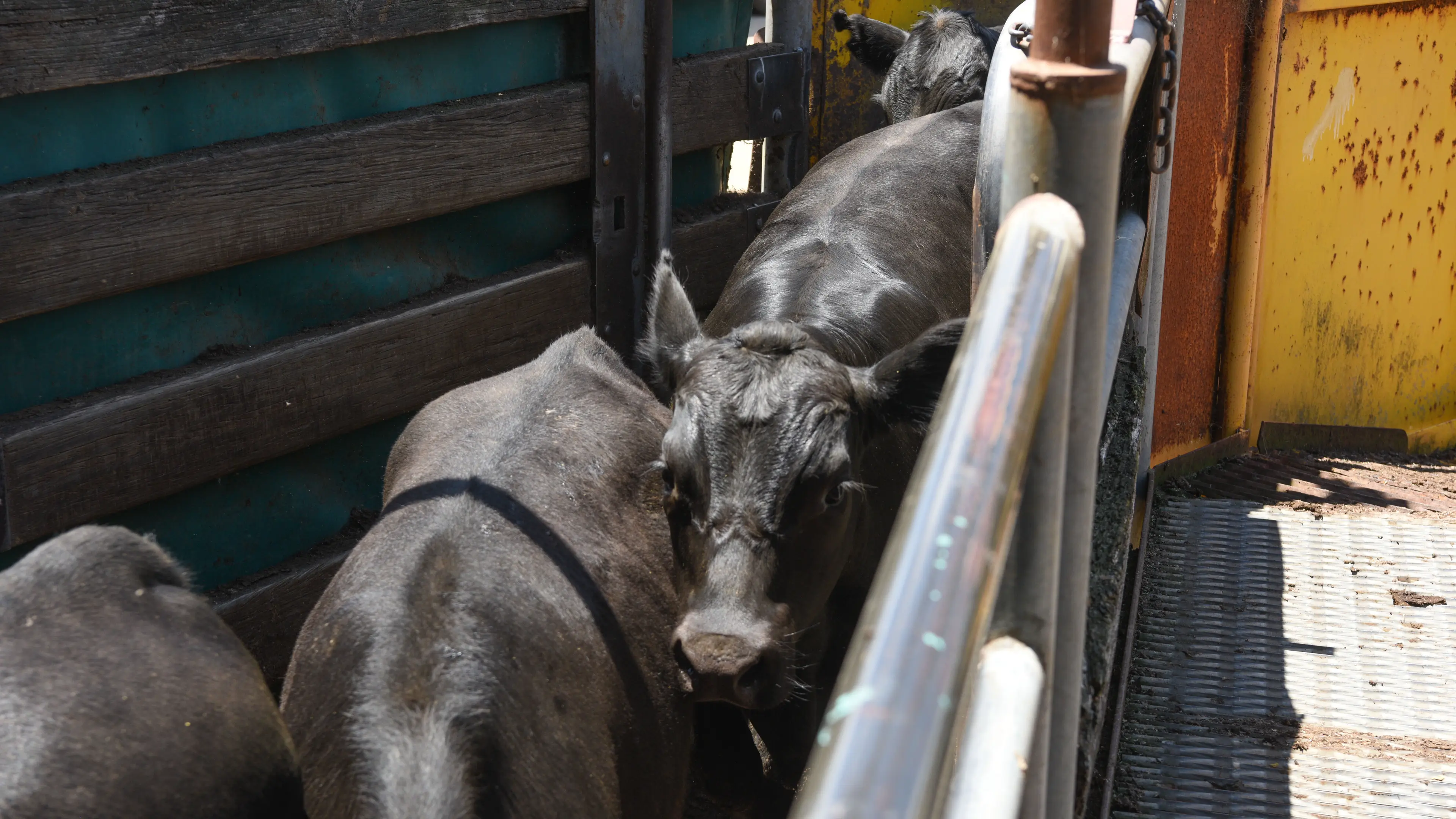 Prices hold firmly to strongly