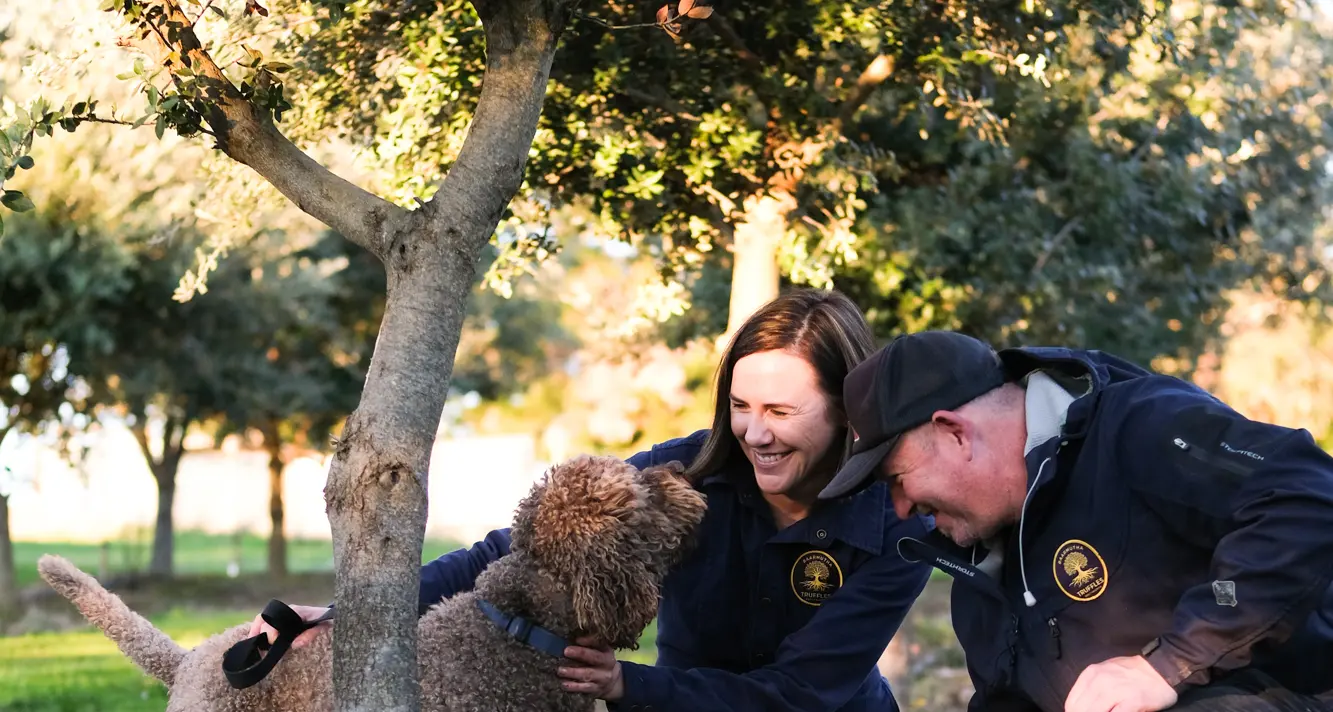 Black truffle growing on the rise in the North East