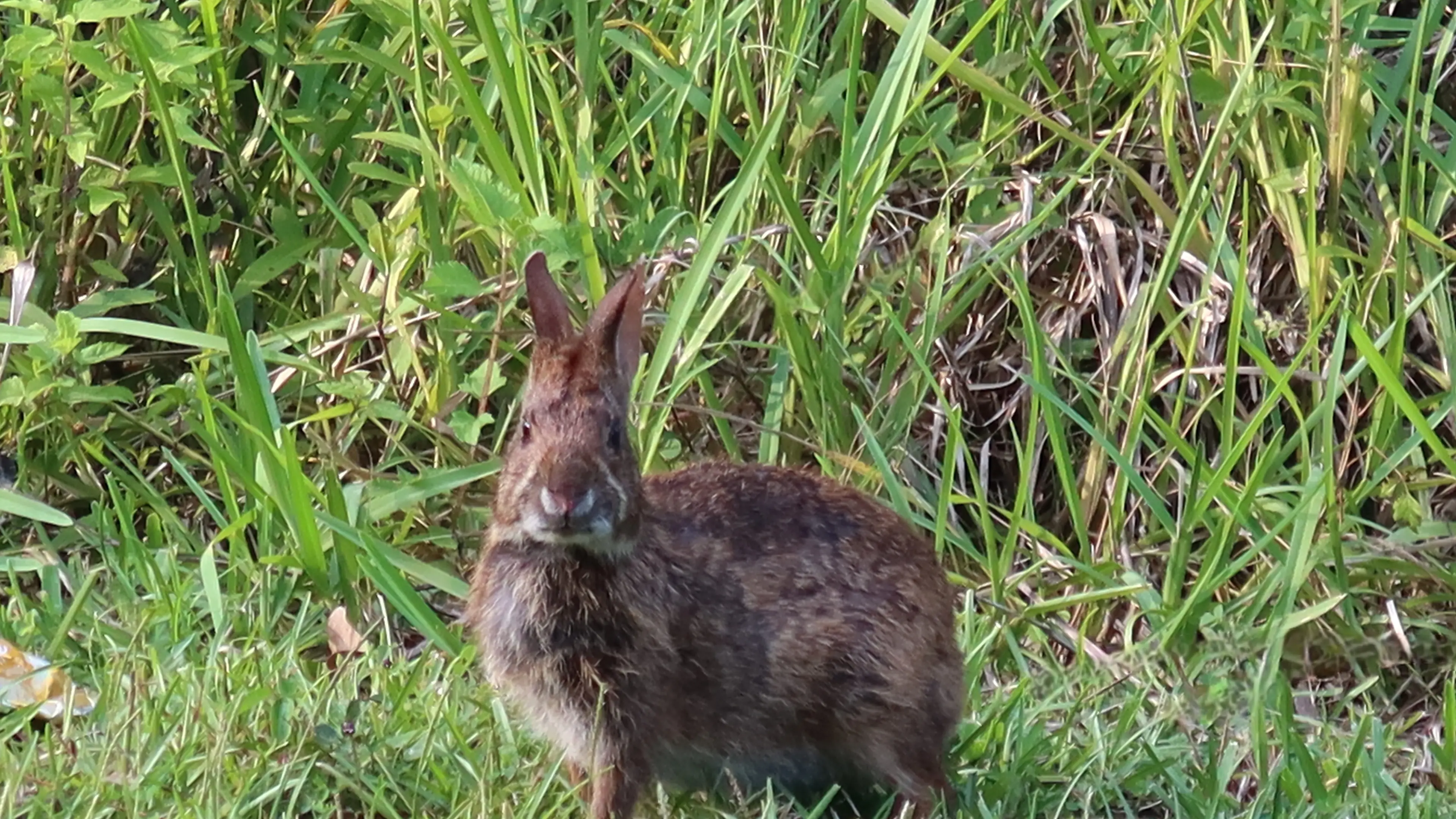 Local community invited to help manage rabbits in Chiltern