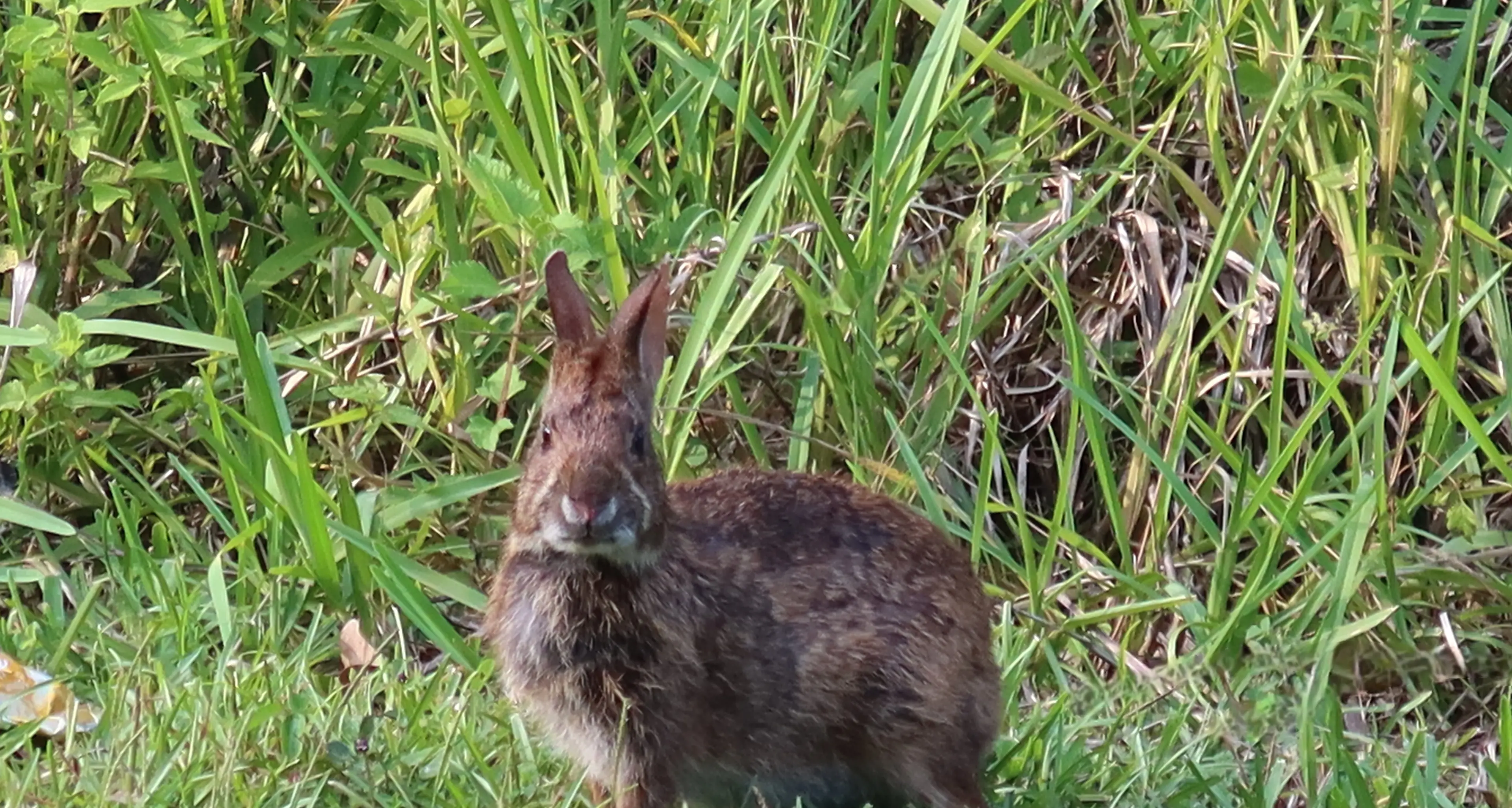 Local community invited to help manage rabbits in Chiltern