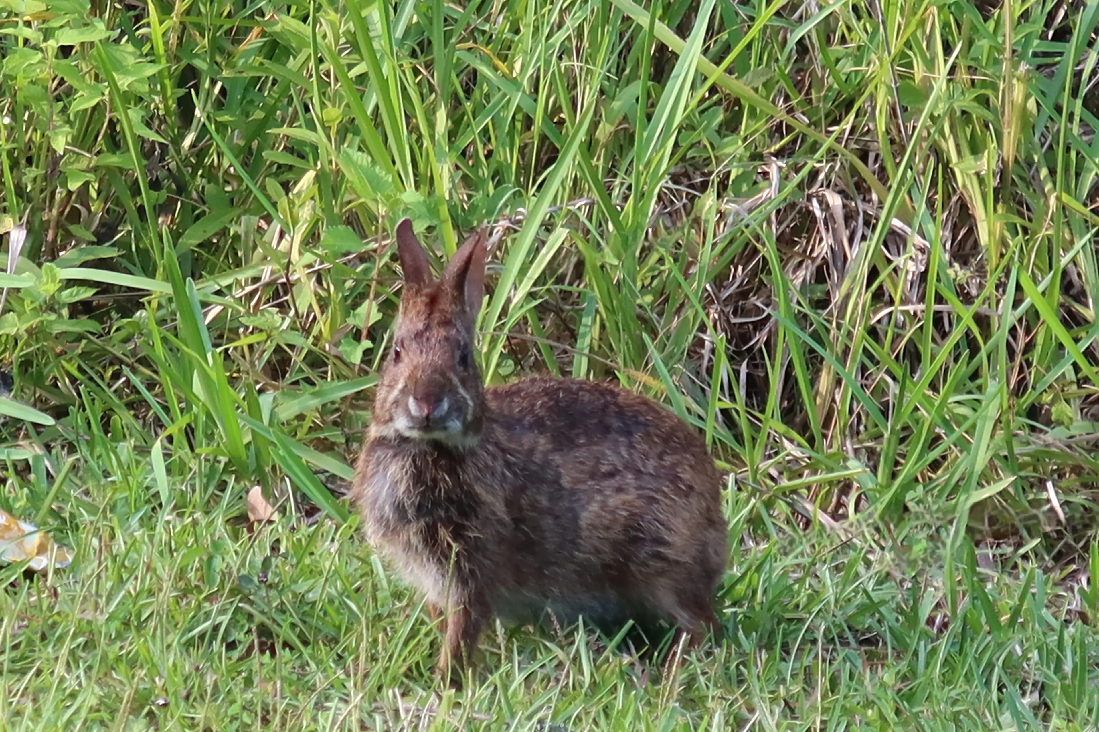 <p>RABBIT ACTION: Chiltern Landcare Group invites Chiltern locals to attend a workshop to assist in managing rabbits. PHOTO: Adobe Stock</p>\\n