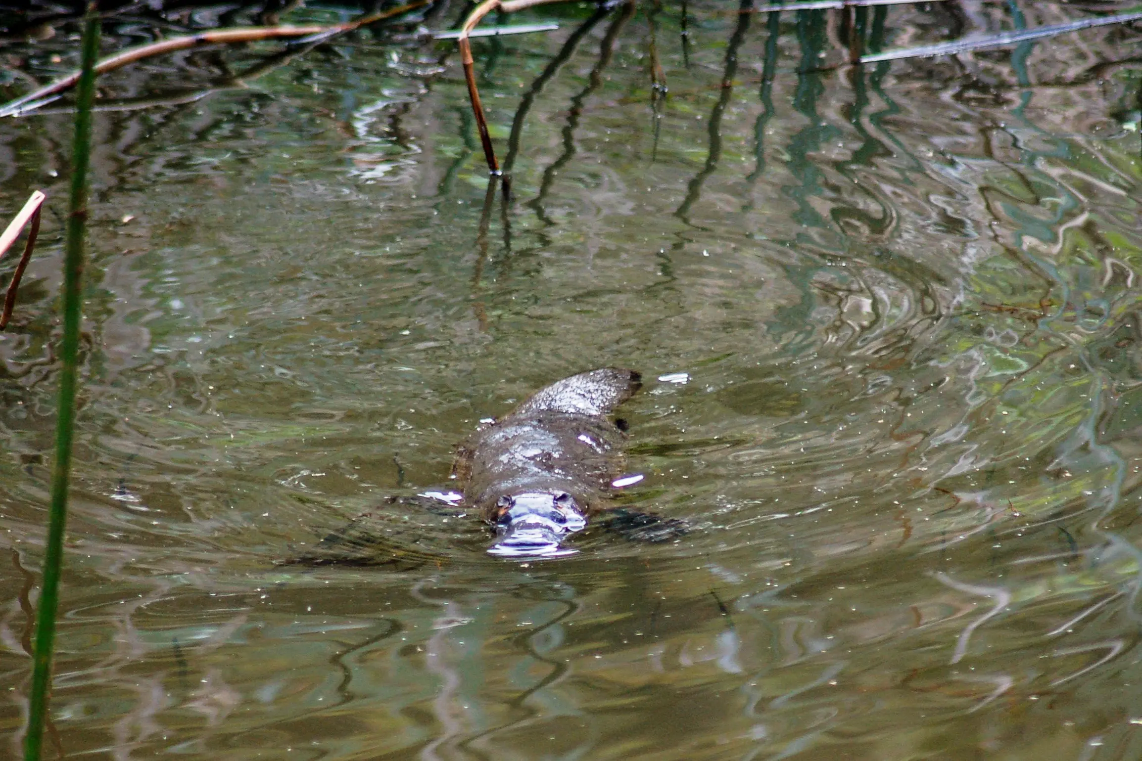 <p>PLATYPUS PROJECT: Community members can attend a free workshop in Beechworth this Saturday to be part of a project to help gather data on platypus populations in the Ovens catchment. PHOTO: Ovens Landcare Network Inc.</p>\\n