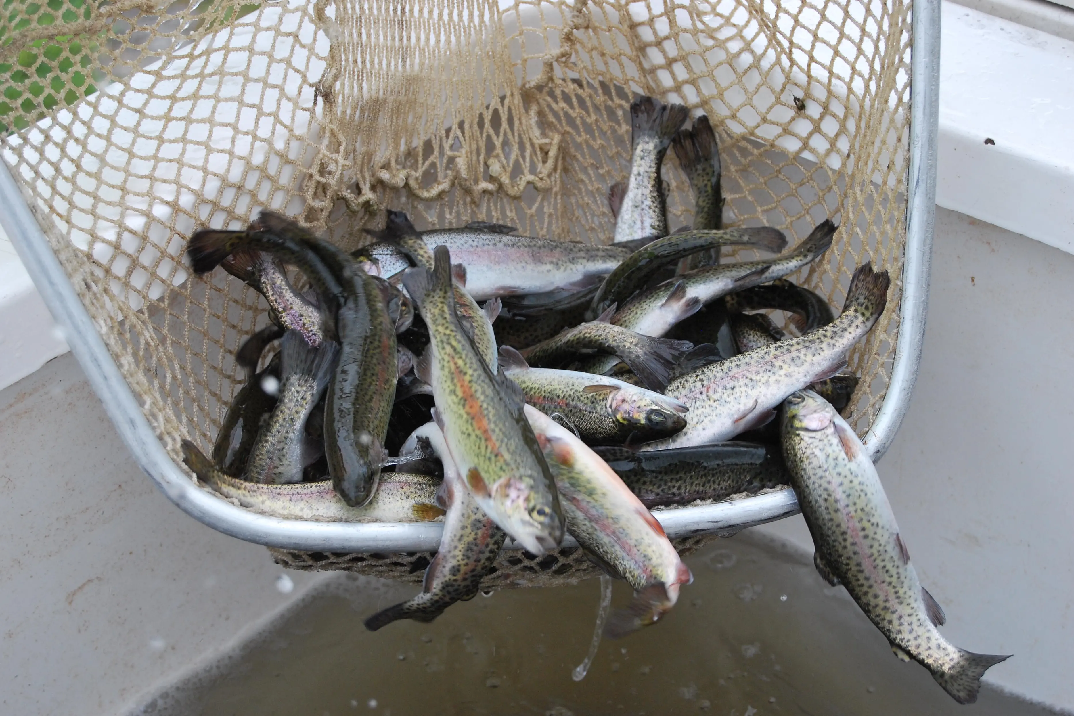 <p>READY TO CATCH: Some 800 rainbow trout have been stocked in Glenrowan Recreational Reserve Lake for the school holidays. PHOTO: VFA</p>\\n