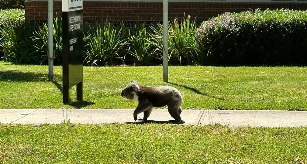 Beechworth koala sightings driving online interest