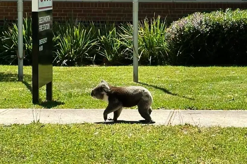 <p>A LOCAL ON A WALK: Koala sightings are common across the Beechworth streets, including this one spotted recently near the Beechworth CFA headquarters. PHOTO: Beechworth CFA</p>\\n